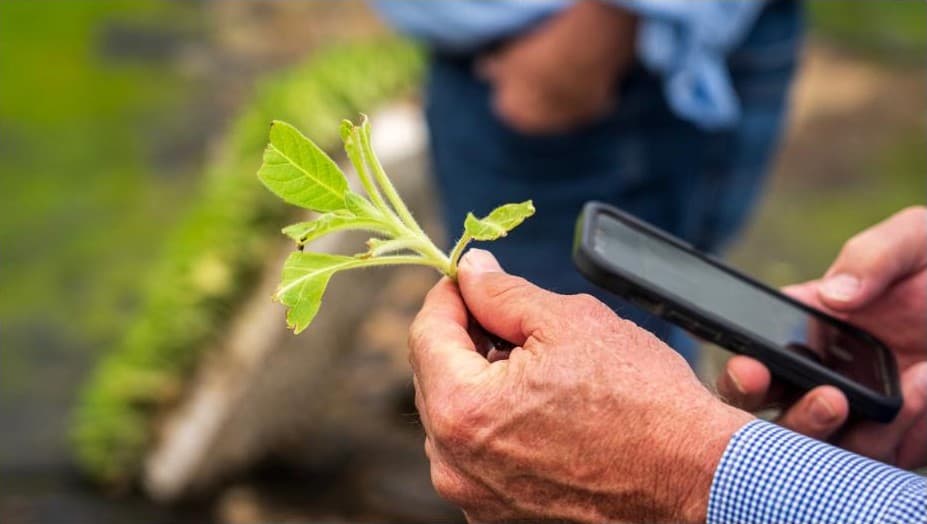 Agricultor registrando un tratamiento desde el móvil en una parcela